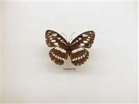 藏品(玄珠帶蛺蝶)的圖片